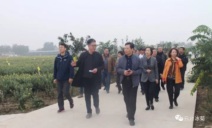 云臺(tái)冰菊基地發(fā)生了什么？一批批領(lǐng)導(dǎo)專家團(tuán)隊(duì)前來！