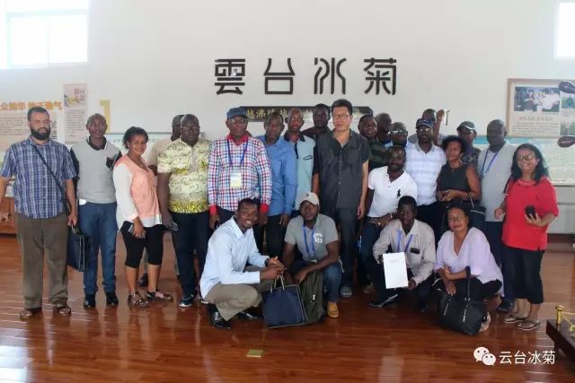 目測這朵菊花要火，國外專家為它頻頻而來······